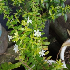 Cuphea hyssopifolia