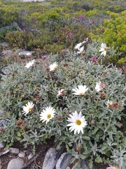 Arctotis pinnatifida