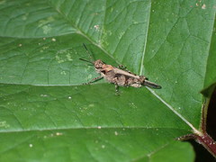 Acrididae
