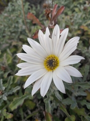 Arctotis pinnatifida