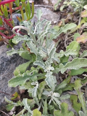 Arctotis pinnatifida