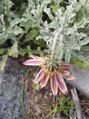 Arctotis pinnatifida