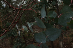 Eucalyptus risdonii