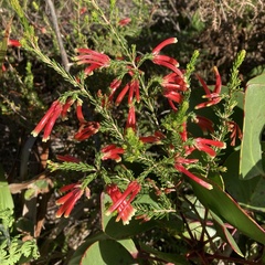 Erica versicolor