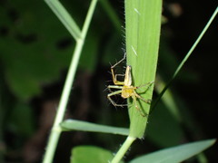Oxyopes