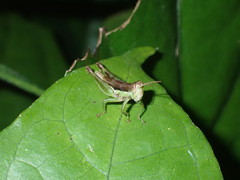 Pseudoxya