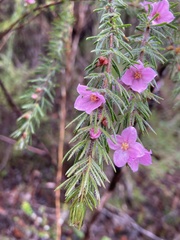 Boronia stricta