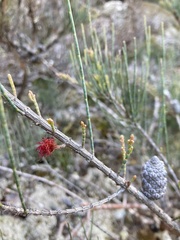 Allocasuarina monilifera