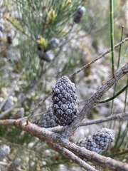 Allocasuarina monilifera