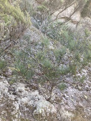 Allocasuarina monilifera