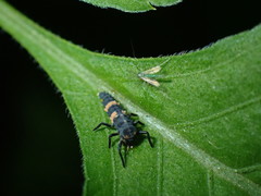 Coccinella transversalis