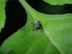 Coccinella transversalis