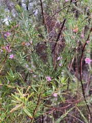 Boronia stricta