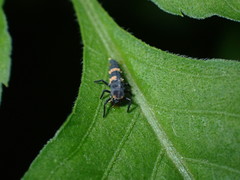 Coccinella transversalis