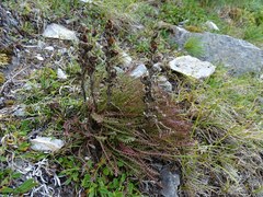 Pedicularis alopecuroides