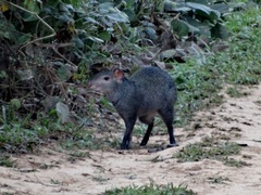 Dasyprocta fuliginosa