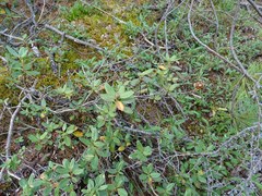 Rhododendron adamsii