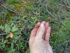 Rhododendron adamsii