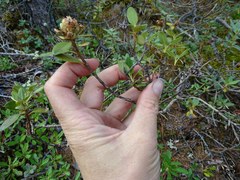 Rhododendron adamsii