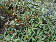 Rhododendron adamsii
