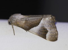 Niceteria macrocosma