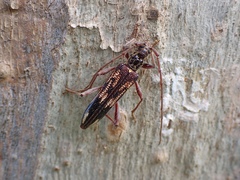 Coptocercus rubripes