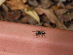 Heliophanus pistaciae