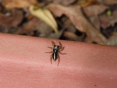 Heliophanus pistaciae