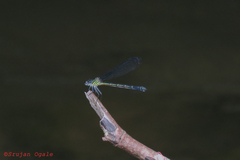 Euphaea pseudodispar