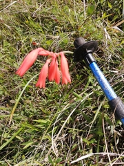 Cyrtanthus brachyscyphus