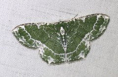 Eucyclodes insperata