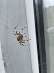 Araneus diadematus
