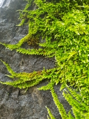 Tomentypnum