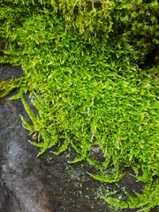 Tomentypnum