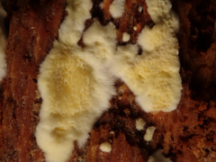 Antrodiella citrinella
