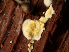 Antrodiella citrinella
