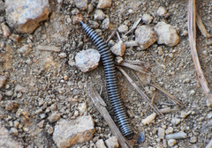 Ommatoiulus diplurus