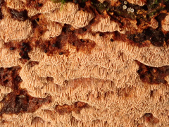 Steccherinum collabens