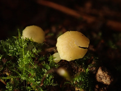 Chrysomphalina grossula