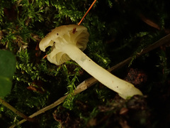 Chrysomphalina grossula