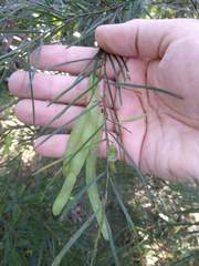 Acacia fimbriata