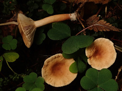 Lactarius tabidus