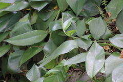 Rhaphidophora hongkongensis