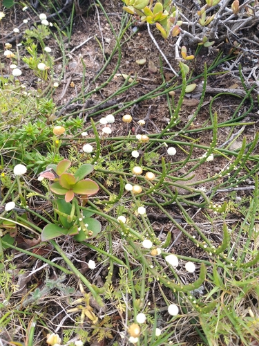 Image of Thesium flexuosum by (c) kevin koen, some rights reserved (CC BY-SA)