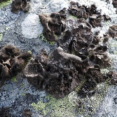 Umbilicaria hyperborea hyperborea