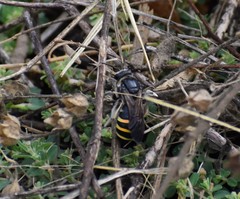 Nomia nortoni nortoni