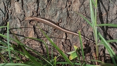 Ablepharus himalayanus