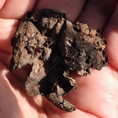 Umbilicaria hyperborea hyperborea