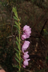 Tetratheca labillardierei