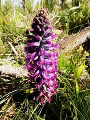 Lachenalia orchioides parviflora